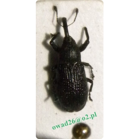 Magdalis memnonia (Gyllenhal, 1837) Wałczyk sosnowiec